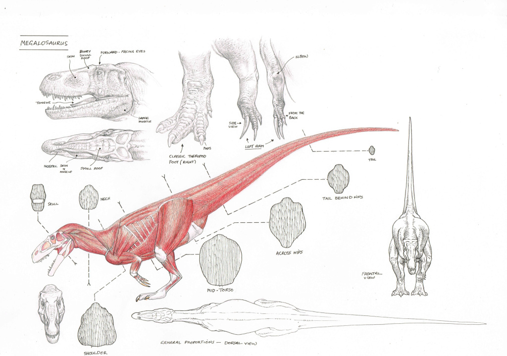 Как нарисовать мегалозавра